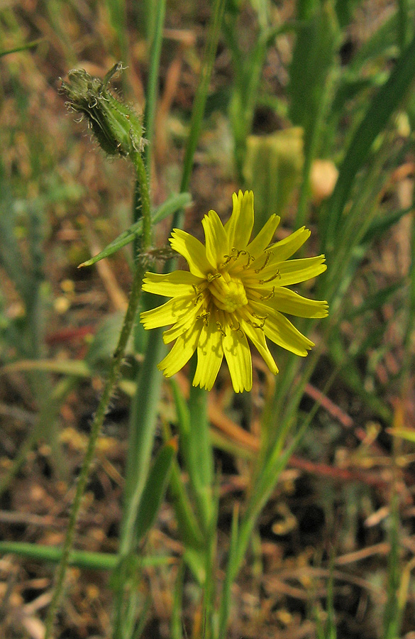 Image of Lagoseris sancta specimen.