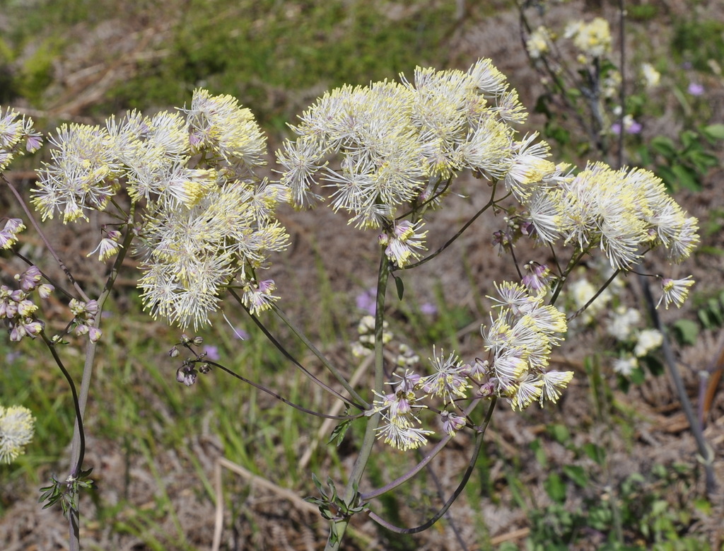 Image of Thalictrum aquilegiifolium specimen.