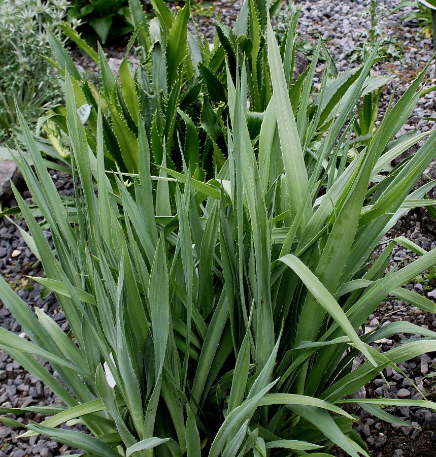 Image of Eryngium yuccifolium specimen.