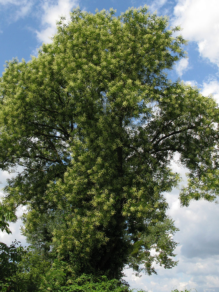 Image of Styphnolobium japonicum specimen.