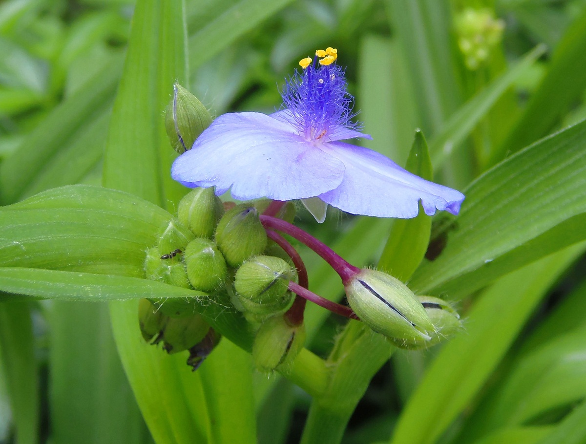 Image of Tradescantia virginiana specimen.