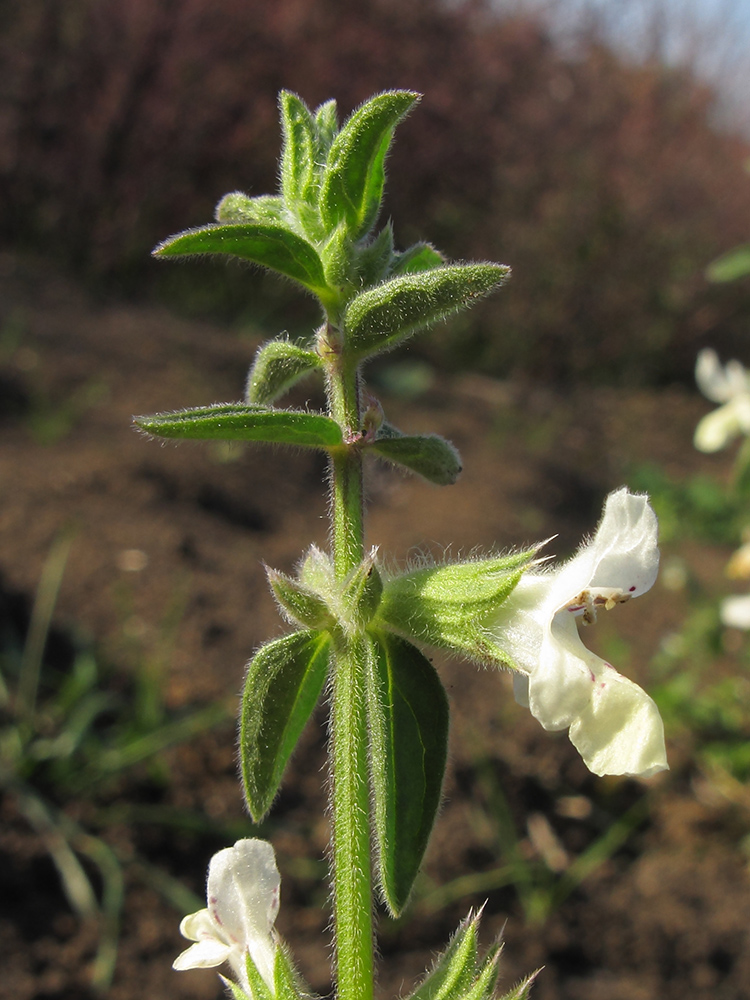 Image of Stachys annua specimen.