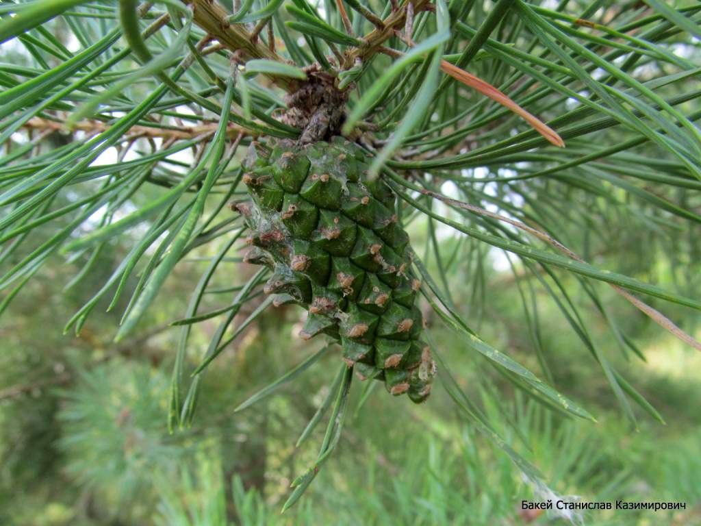 Image of Pinus sylvestris specimen.