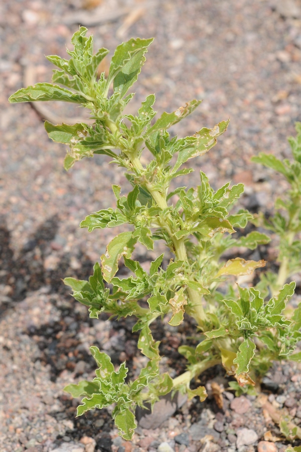 Image of Amaranthus albus specimen.