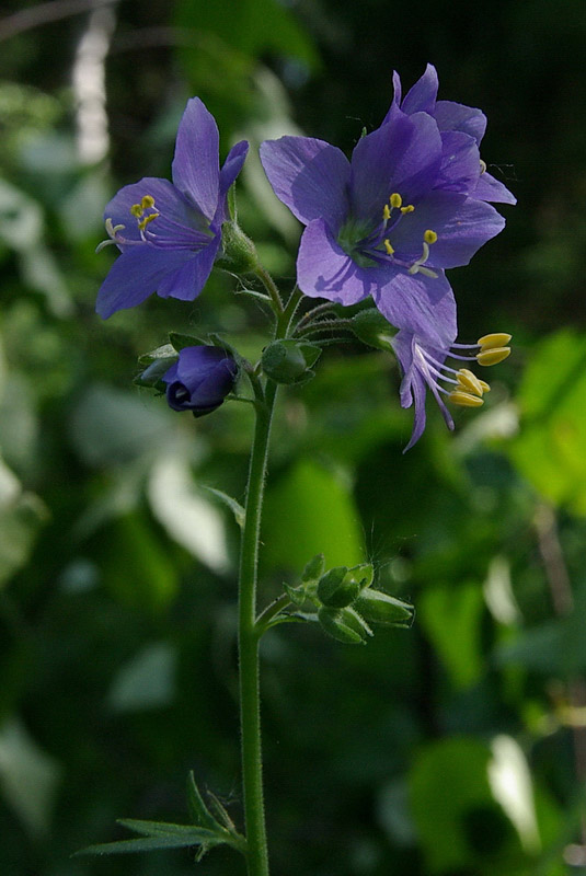 Image of Polemonium caeruleum specimen.