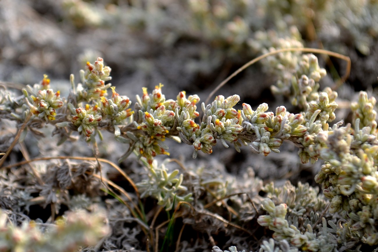 Image of Artemisia lercheana specimen.