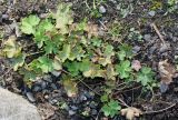 Alchemilla decumbens. Вегетирующее растение. Германия, г. Essen, Grugapark. 29.09.2013.