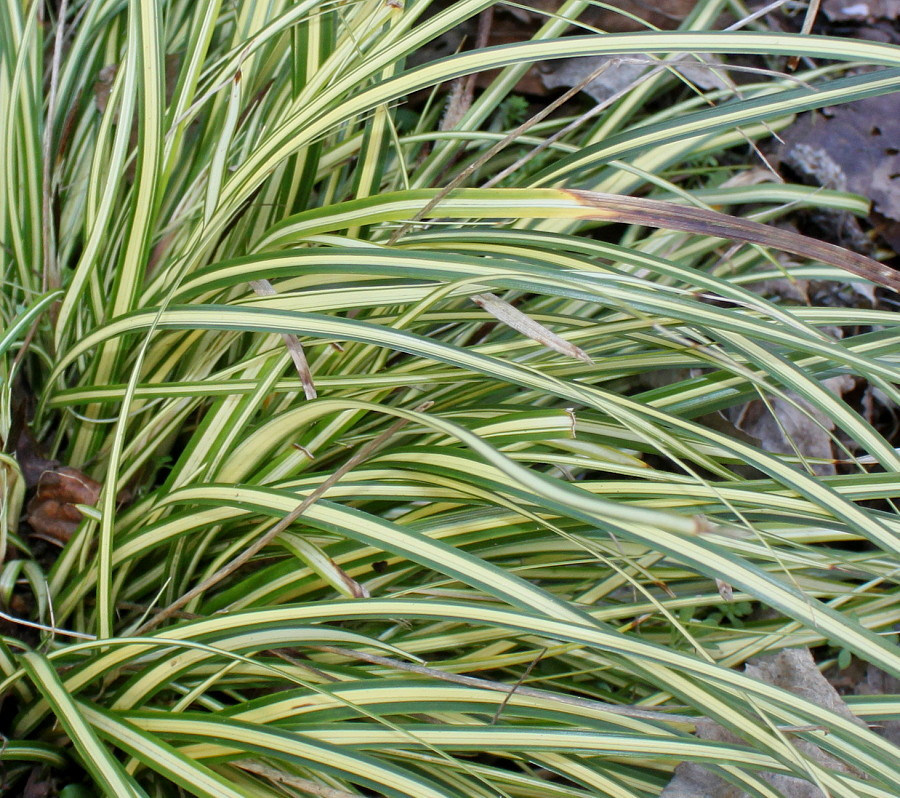 Изображение особи Carex hachijoensis.