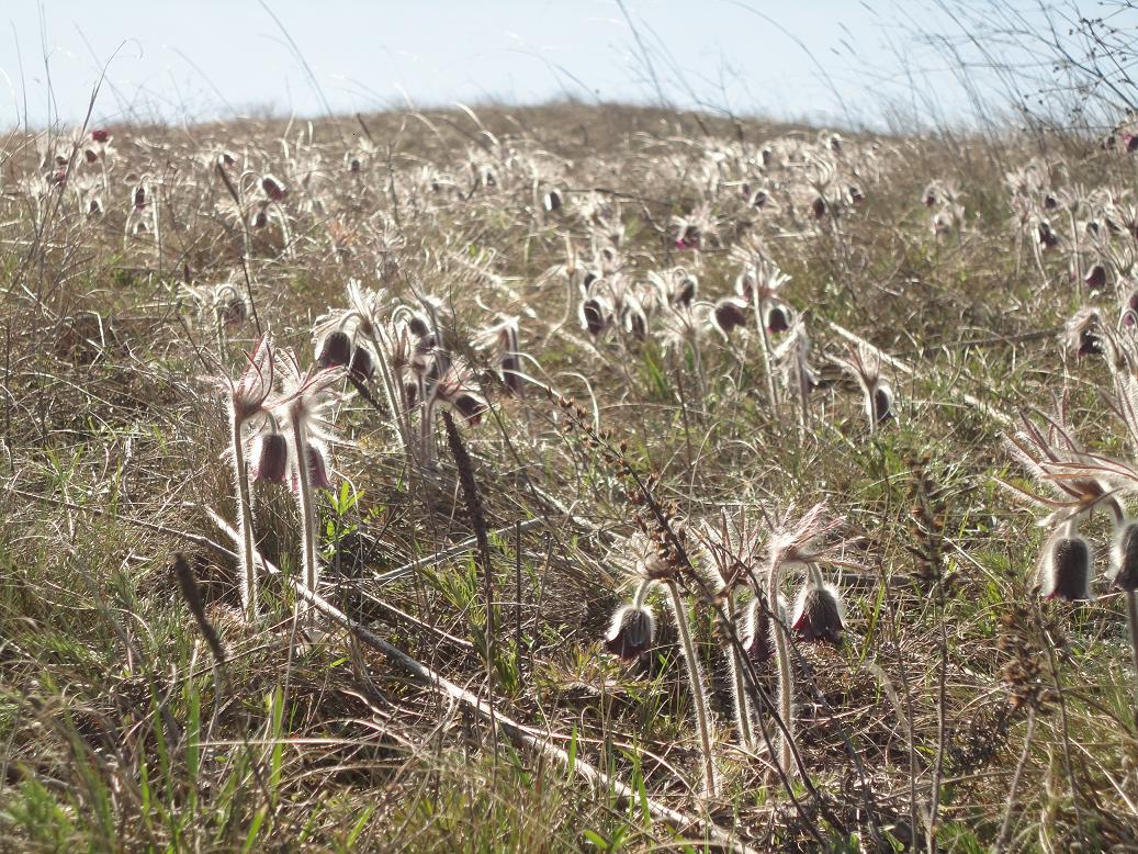 Image of Pulsatilla ucrainica specimen.