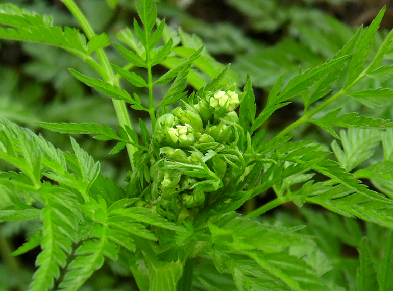 Image of Anthriscus sylvestris specimen.