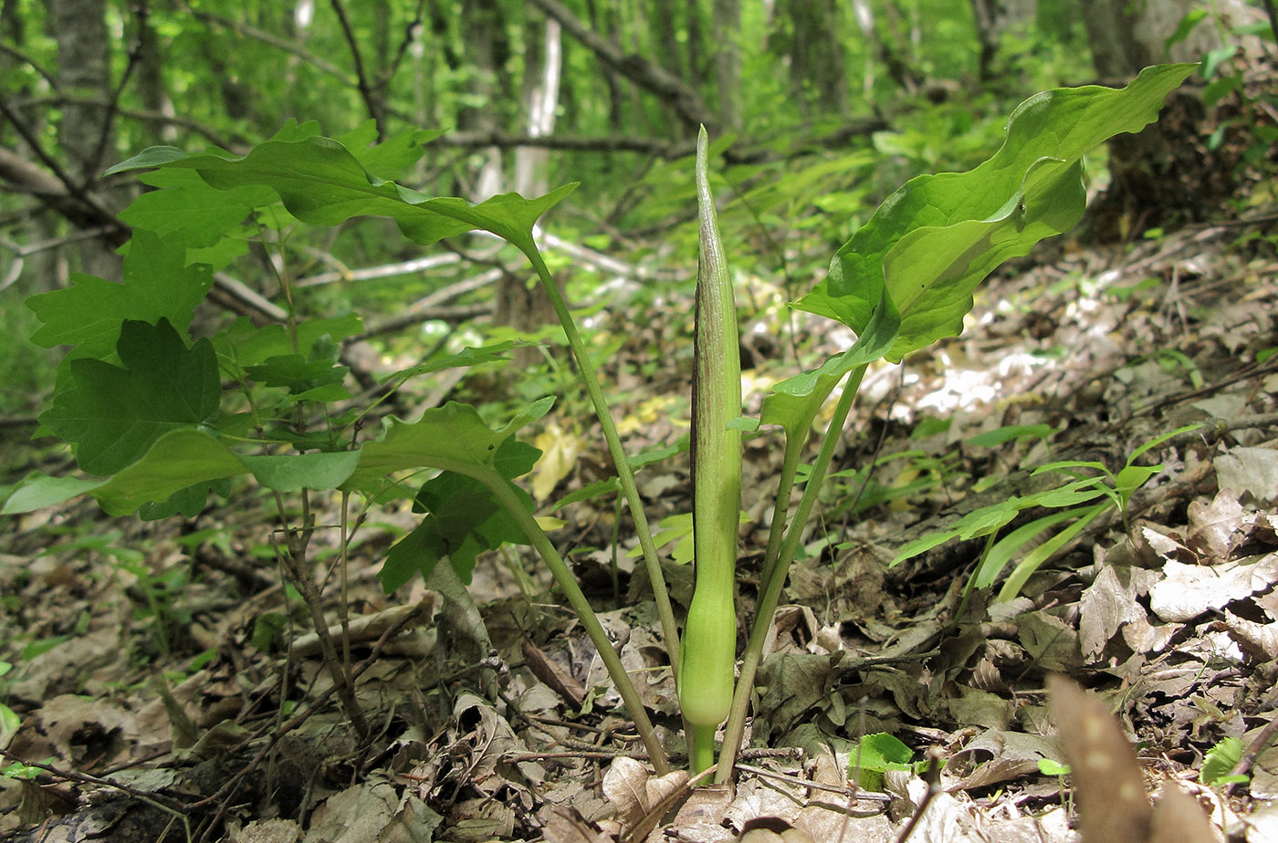 Image of Arum elongatum specimen.