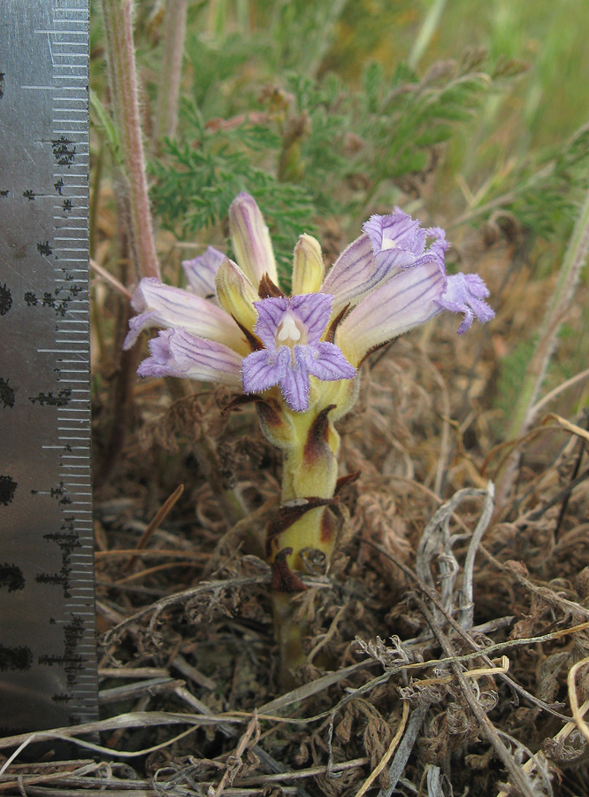 Image of Phelipanche purpurea specimen.