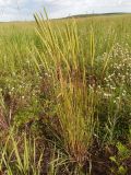 Phleum phleoides