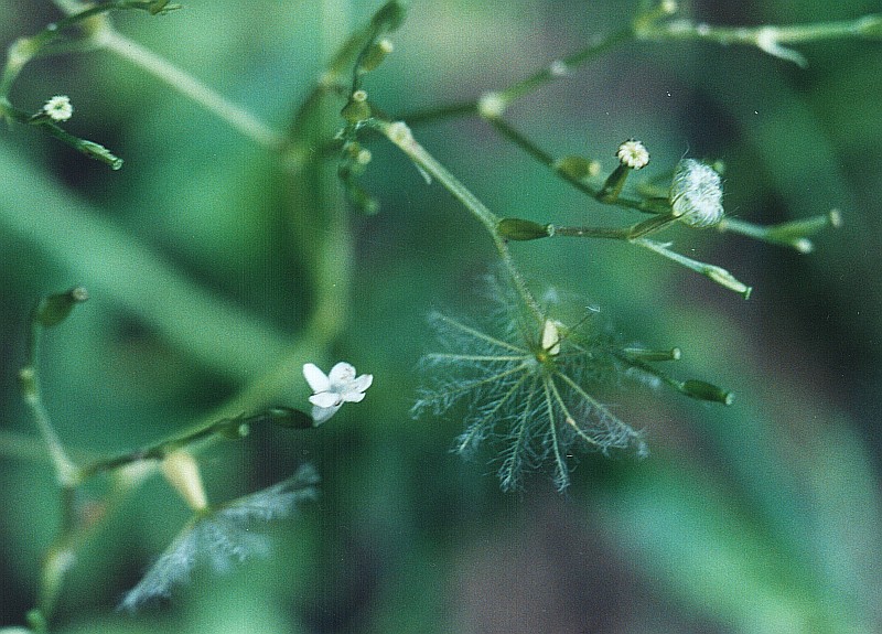 Image of Valeriana officinalis specimen.