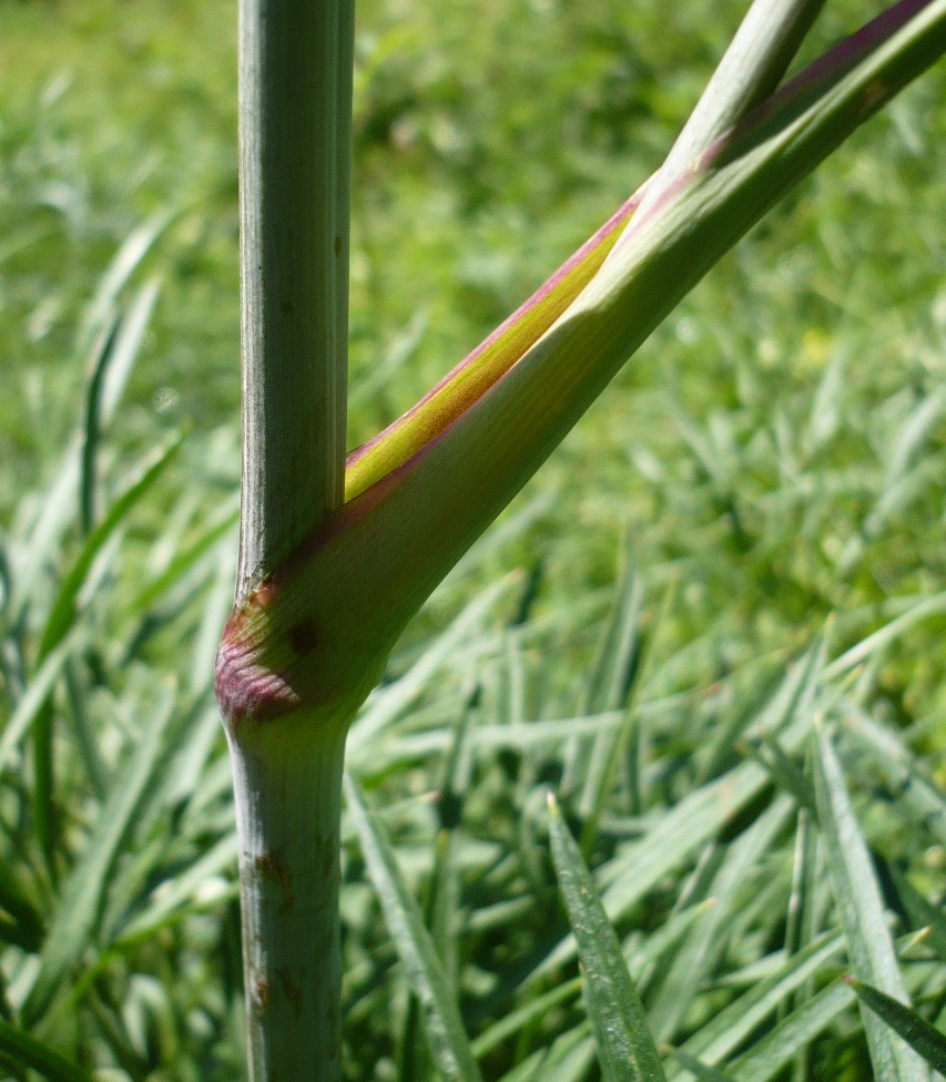 Image of Peucedanum morisonii specimen.