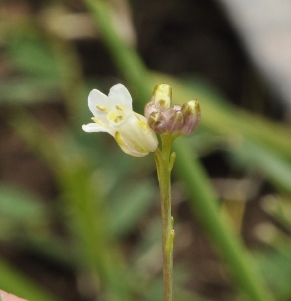 Image of familia Brassicaceae specimen.