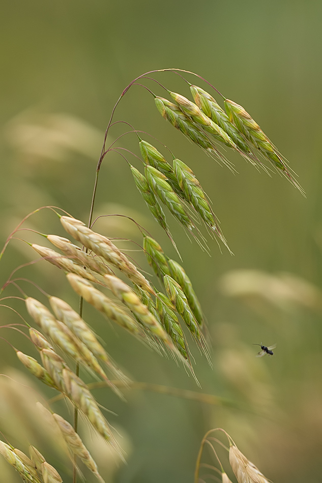 Изображение особи род Bromus.