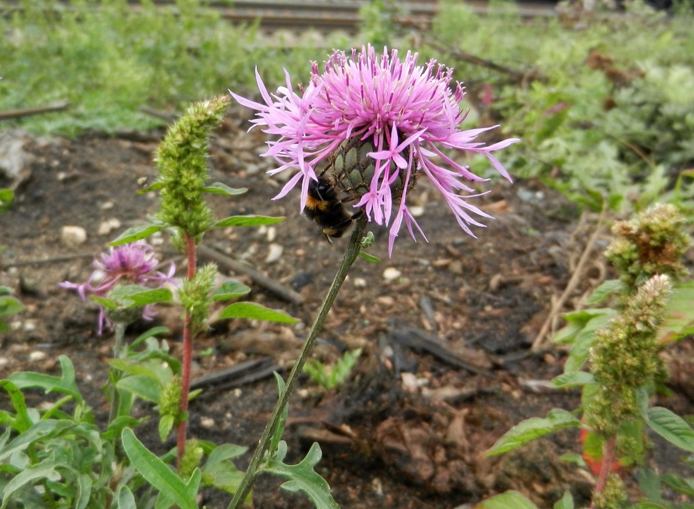 Изображение особи Centaurea scabiosa.