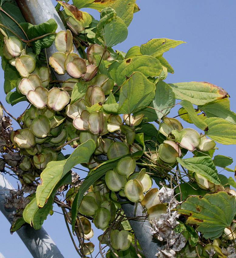 Image of Dioscorea villosa specimen.