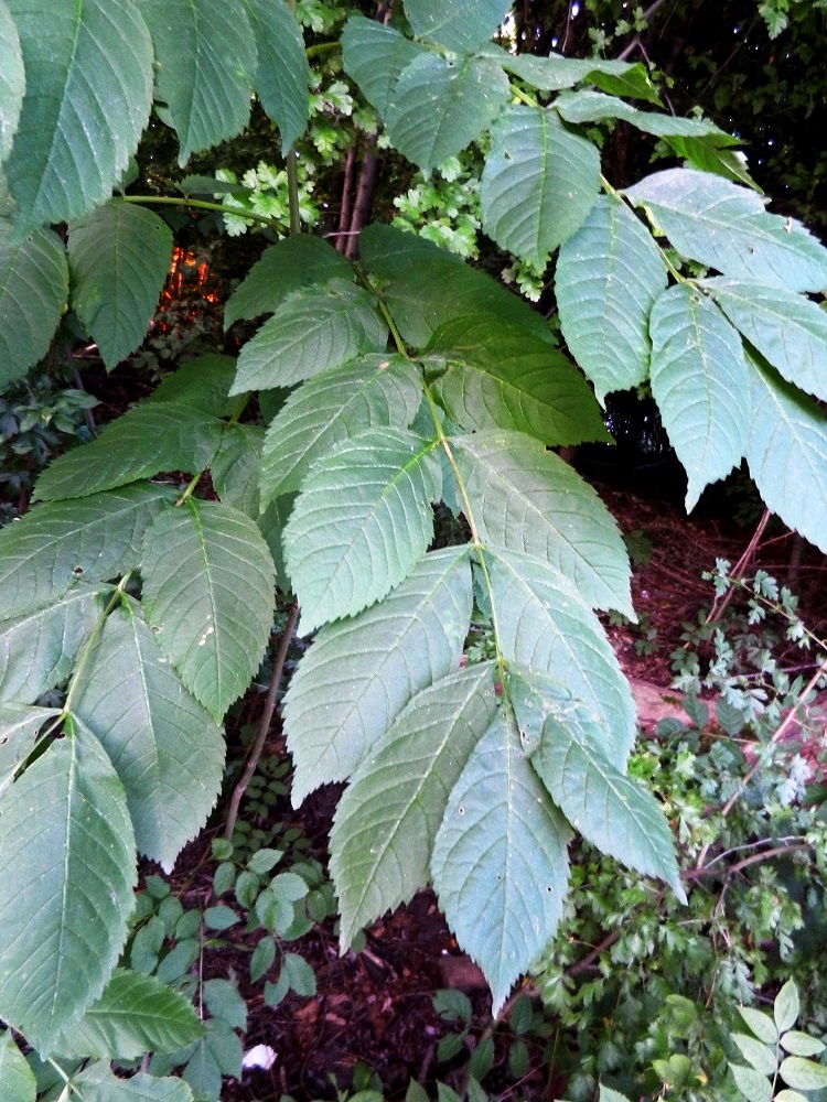 Image of Fraxinus excelsior specimen.