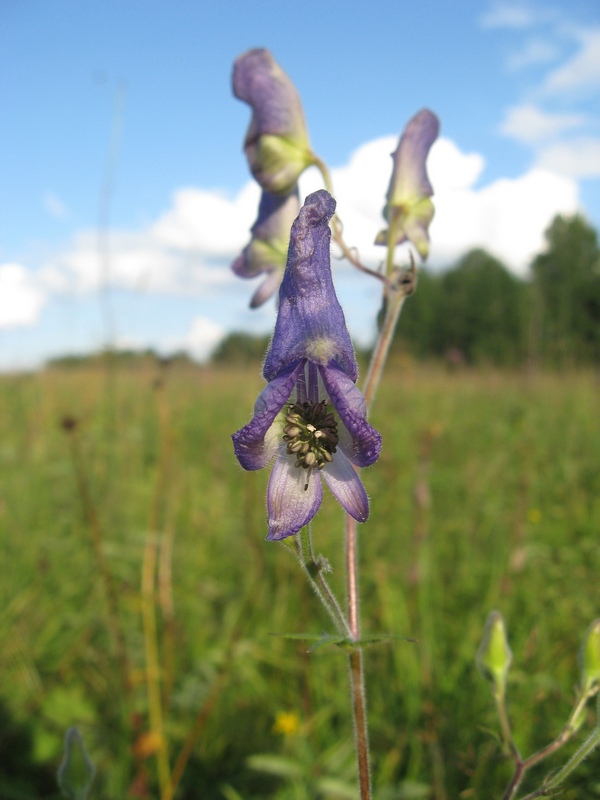 Изображение особи Aconitum volubile.