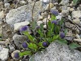 Globularia bisnagarica