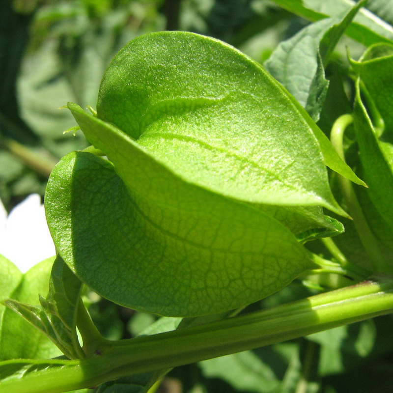 Image of Nicandra physalodes specimen.