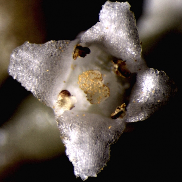 Image of Cuscuta japonica specimen.