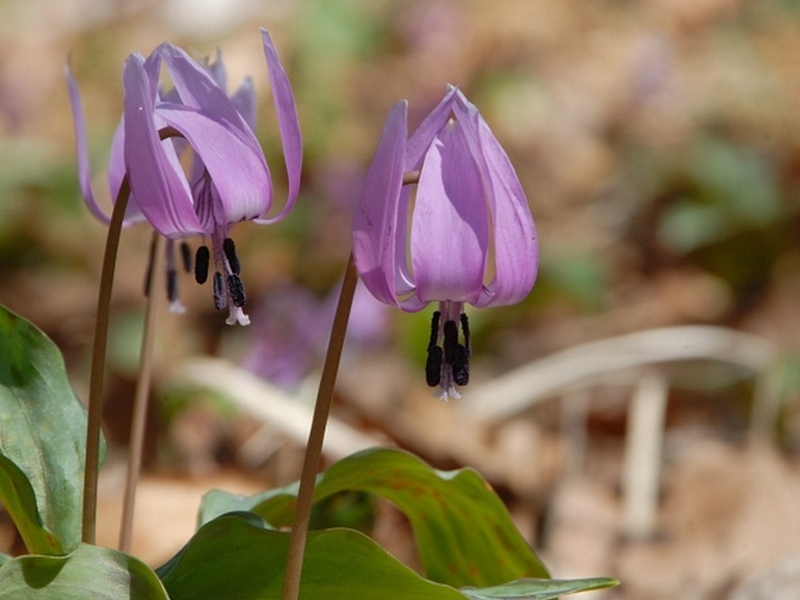 Изображение особи Erythronium japonicum.