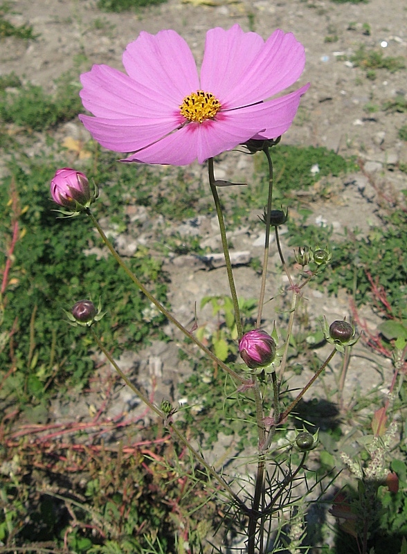 Image of Cosmos bipinnatus specimen.