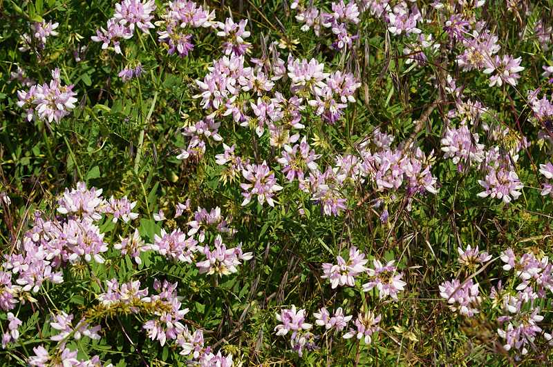 Image of Securigera varia specimen.