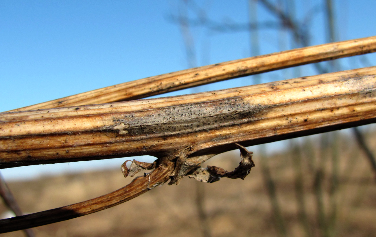 Image of Artemisia vulgaris specimen.