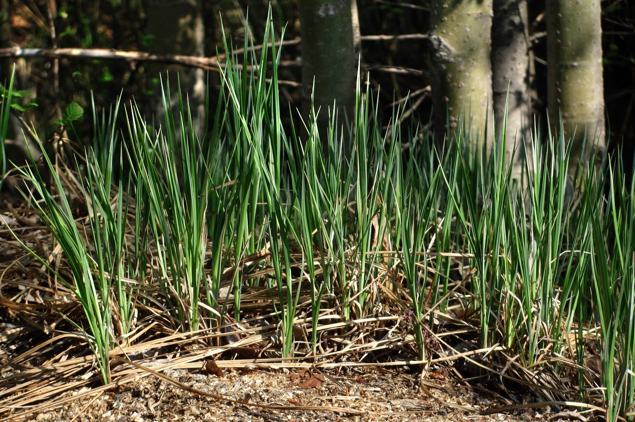 Image of Carex acuta specimen.