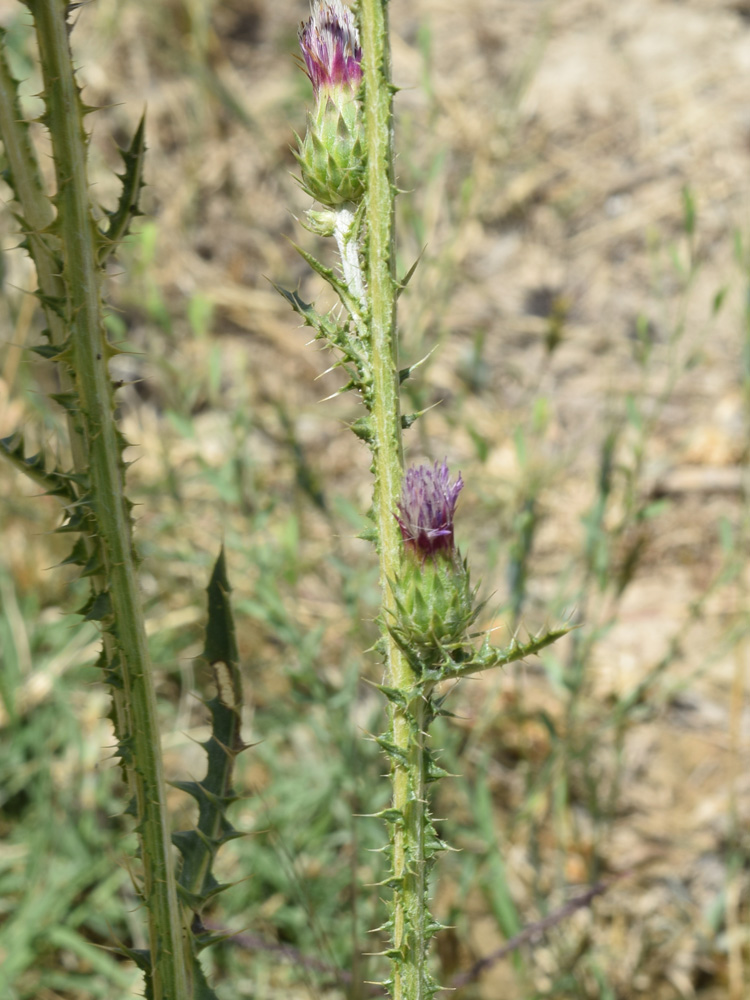 Изображение особи Carduus arabicus.