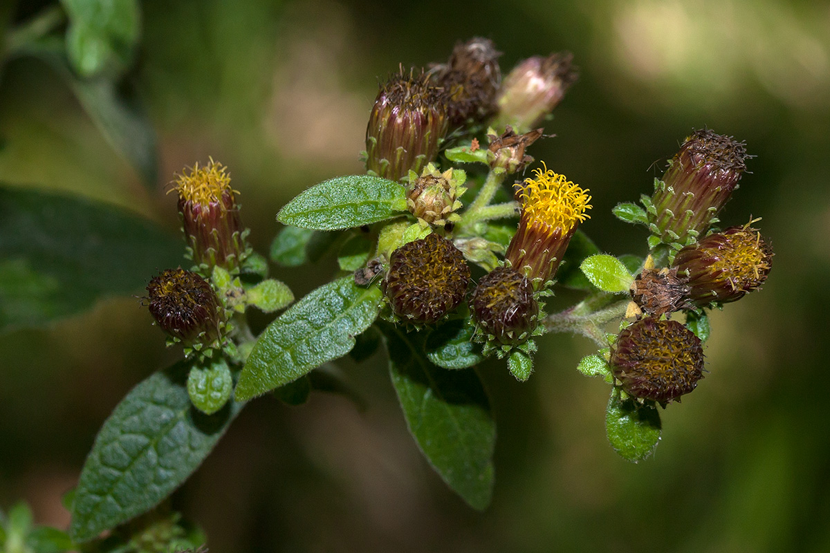 Image of Inula conyza specimen.