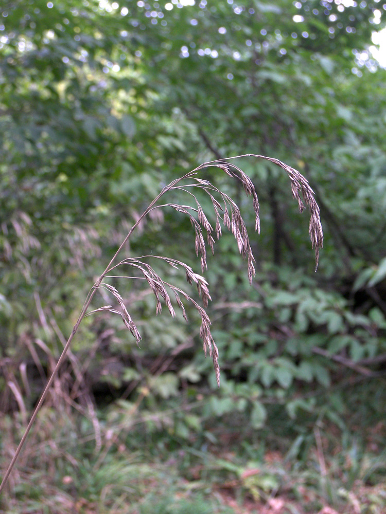 Изображение особи Festuca drymeja.