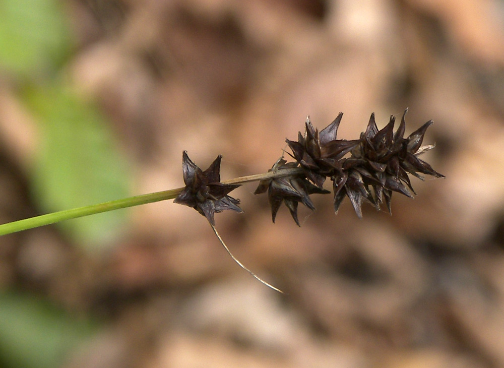 Image of Carex spicata specimen.