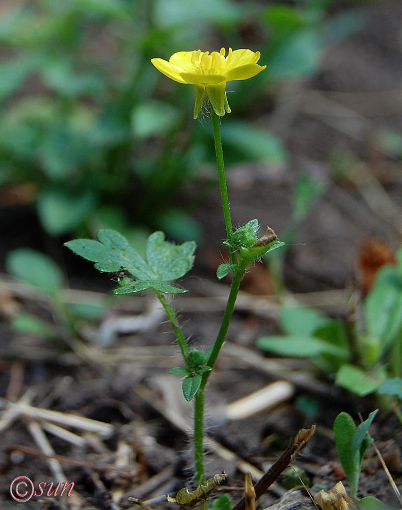 Изображение особи Ranunculus sardous.