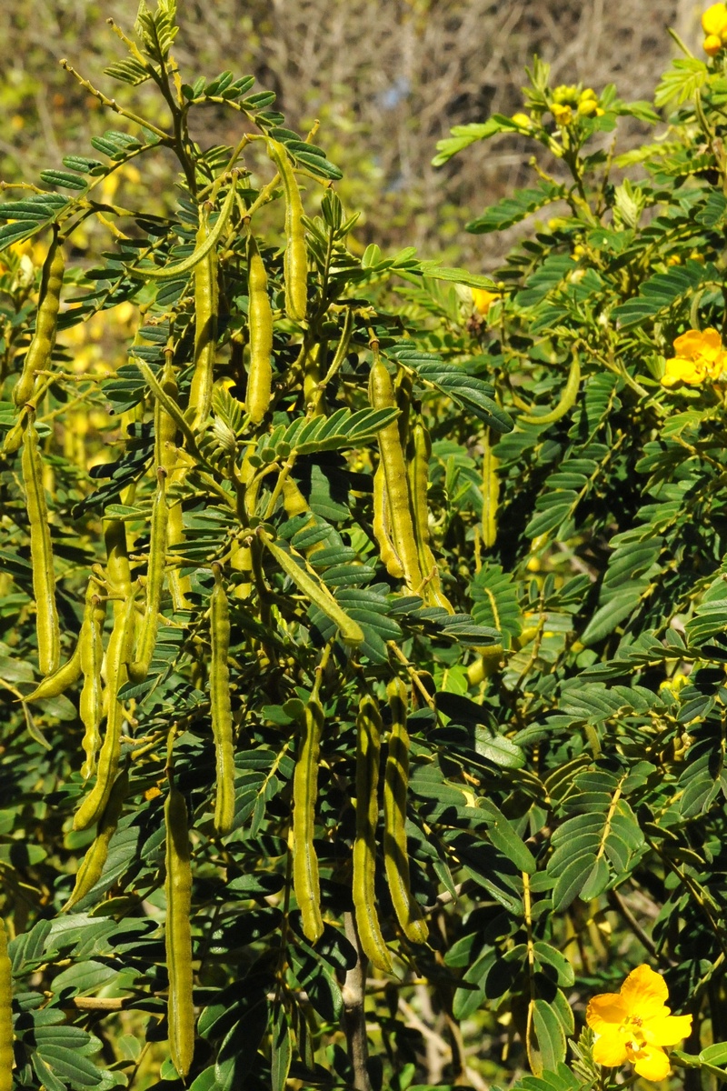 Image of Senna multiglandulosa specimen.