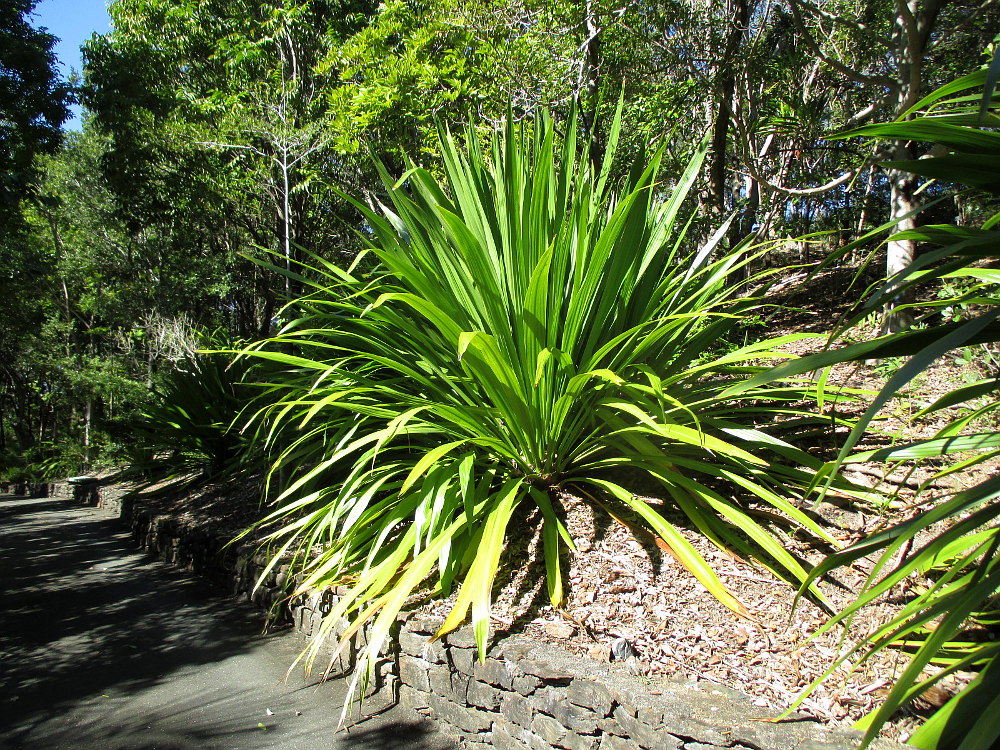 Image of Doryanthes palmeri specimen.