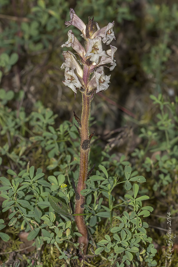 Image of Orobanche lutea specimen.