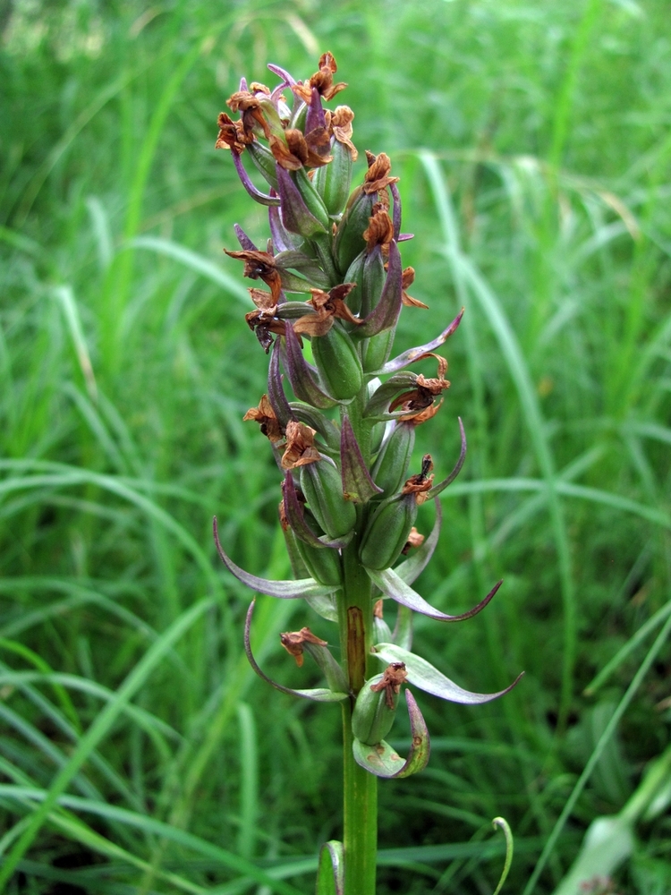 Image of Dactylorhiza incarnata specimen.