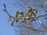 Populus × sibirica. Соцветия с завязавшимися плодами. Иркутская обл., Иркутский р-н, окр. с. Смоленщина. 07.05.2015.