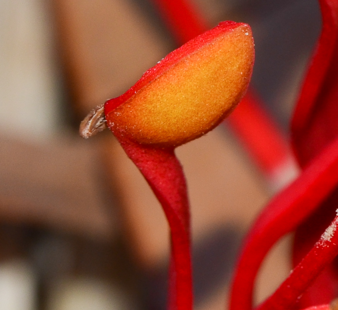 Image of Stenocarpus sinuatus specimen.