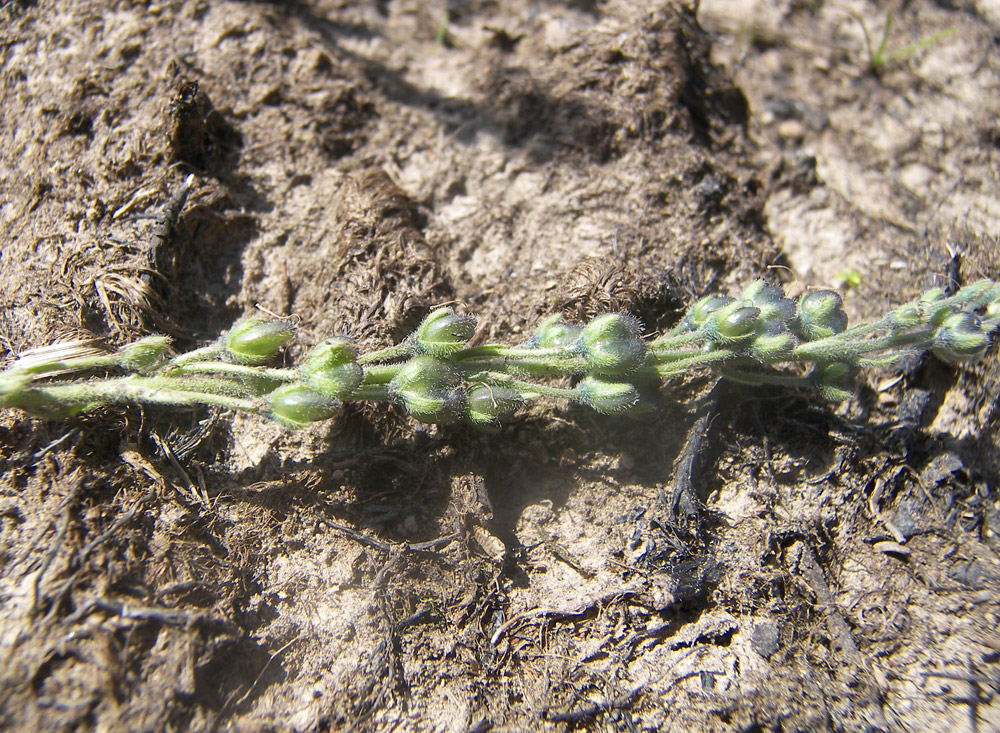 Image of Veronica gentianoides specimen.