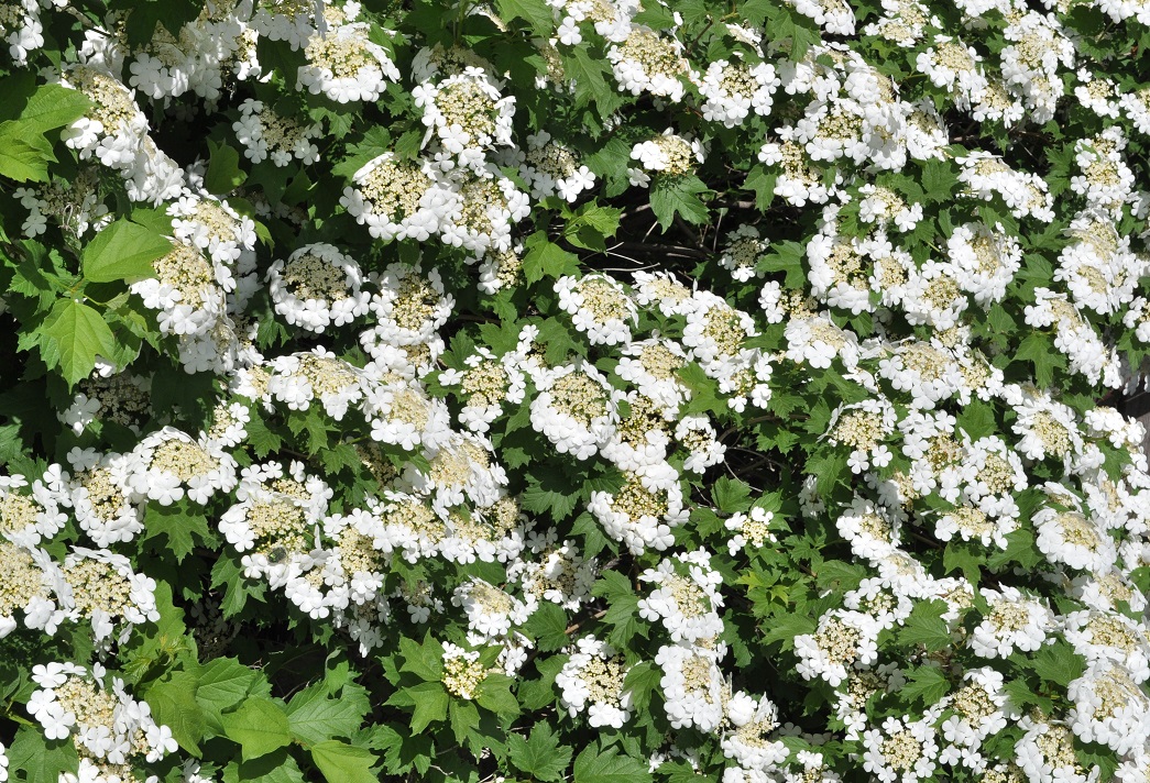 Image of Viburnum opulus specimen.