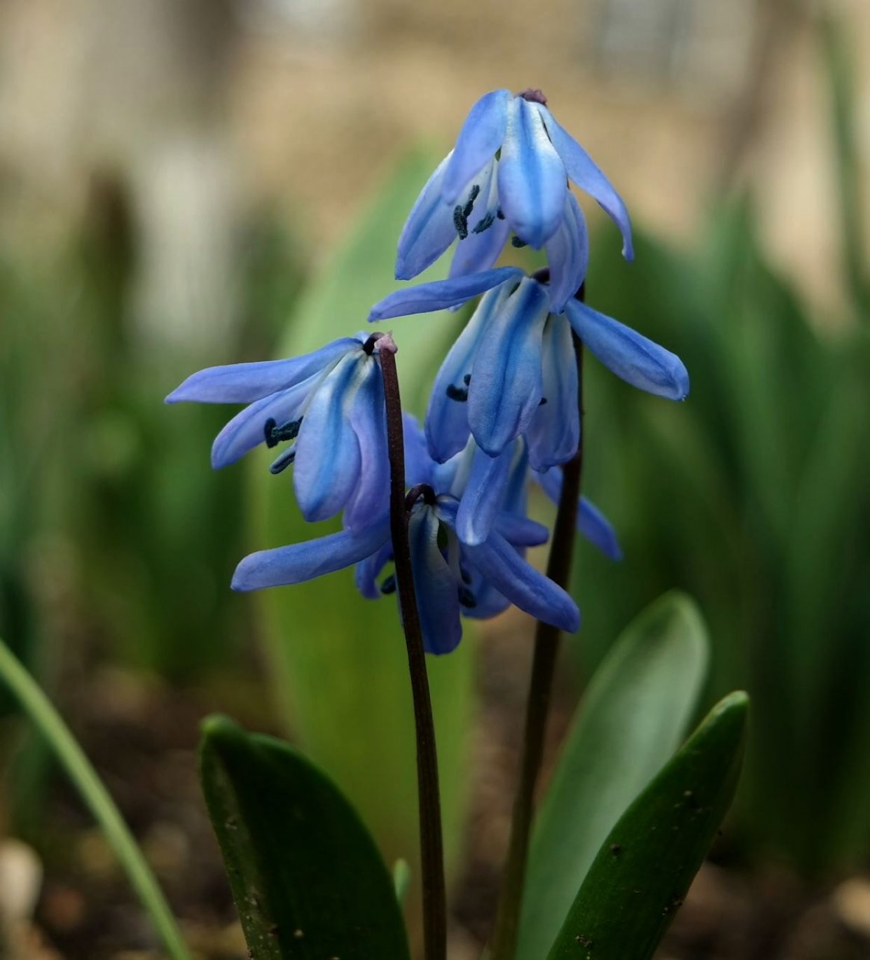 Изображение особи Scilla siberica.