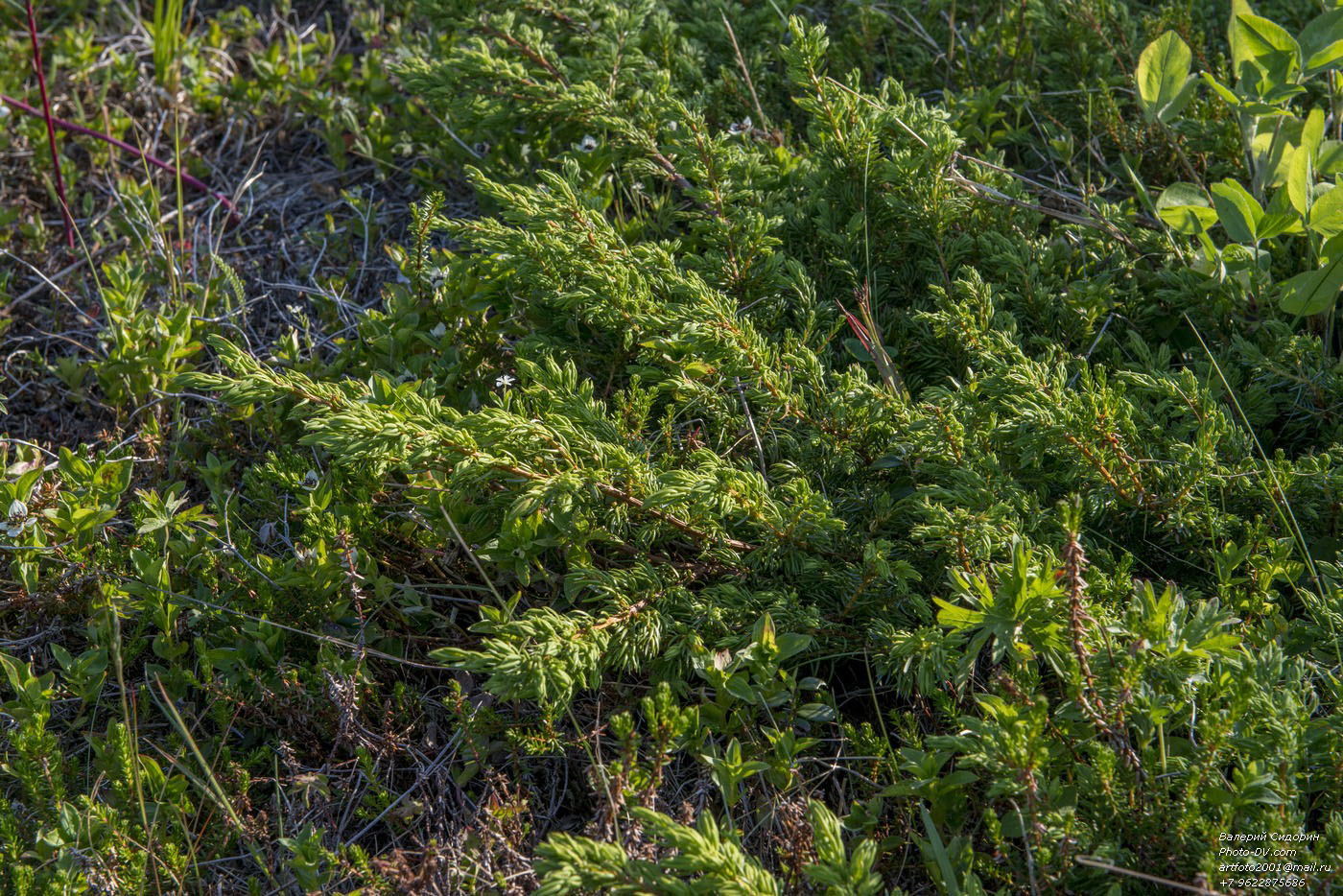 Image of Juniperus sibirica specimen.