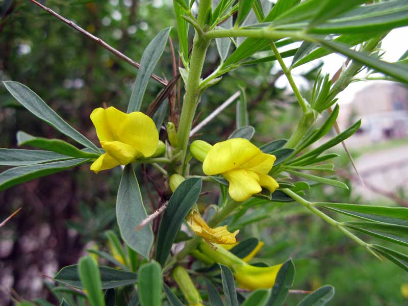 Изображение особи Caragana spinosa.