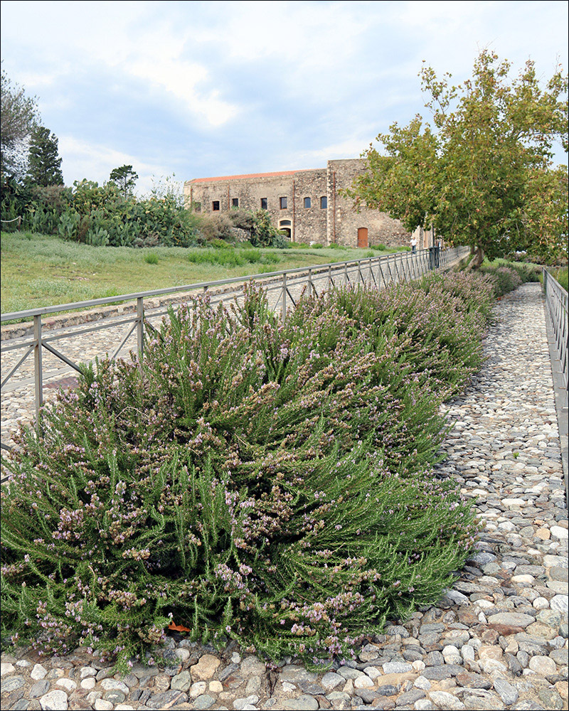 Image of Rosmarinus officinalis specimen.